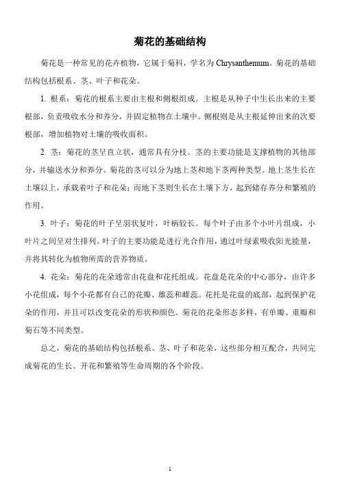 菊花的基础结构