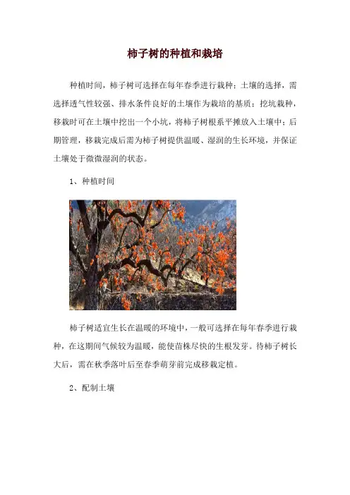 柿子树的种植和栽培