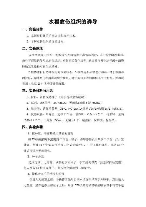 水稻愈伤组织的诱导实验报告