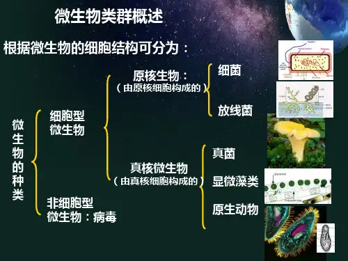 原核生物的形态构造和功能细菌
