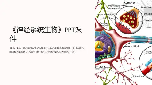 《神经系统生物》课件