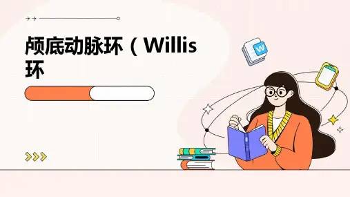 颅底动脉环(Willis环)