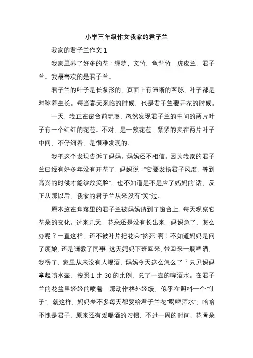 小学三年级作文我家的君子兰