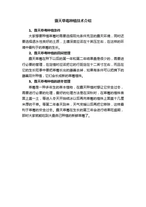露天草莓种植技术介绍