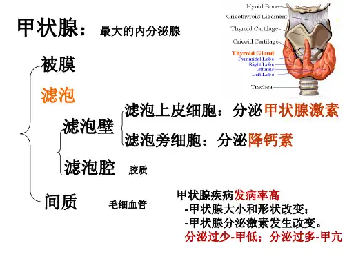 药理学PPT课件甲状腺激素和抗甲状腺药