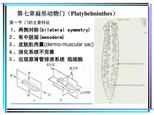 6--扁形动物门