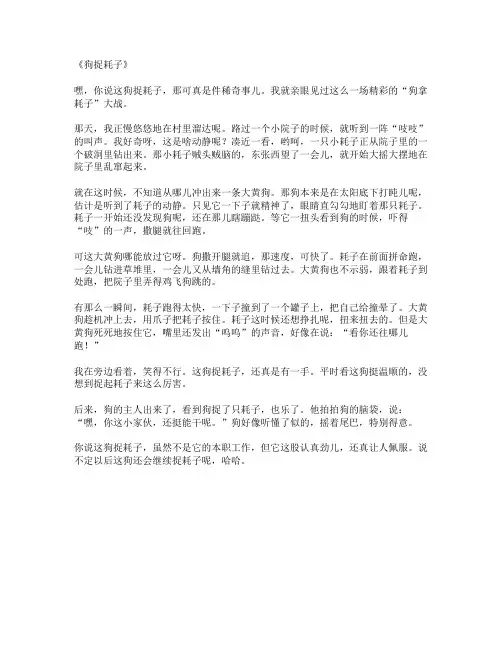 《狗捉耗子》