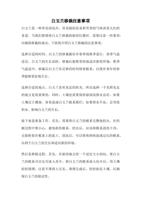 白玉兰移栽注意事项