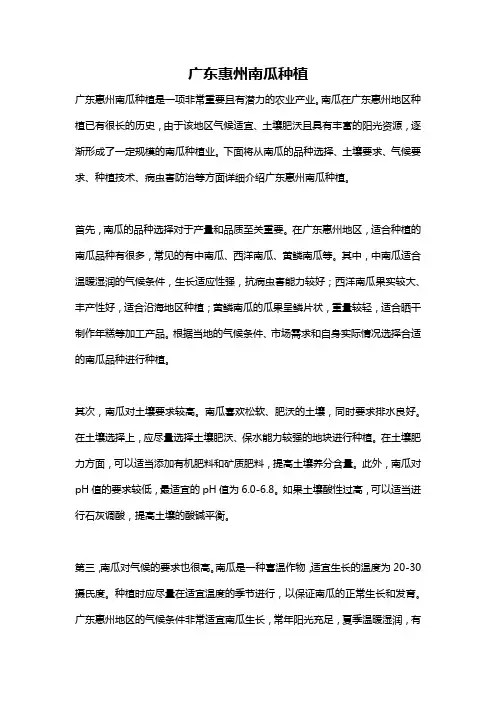 广东惠州南瓜种植