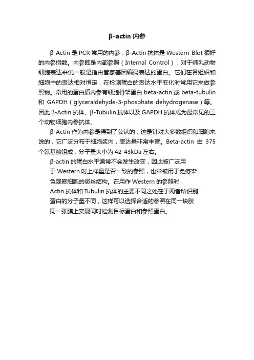 β-actin内参