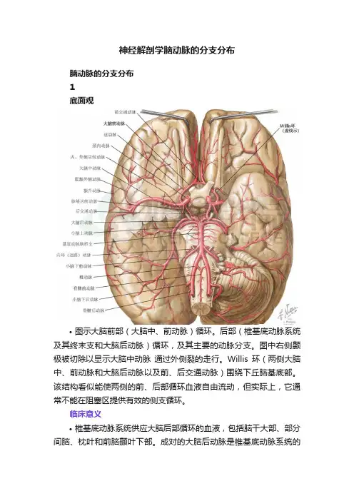 神经解剖学脑动脉的分支分布