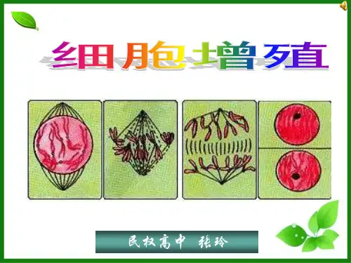 细胞增殖PPT课件(说课) 人教课标版
