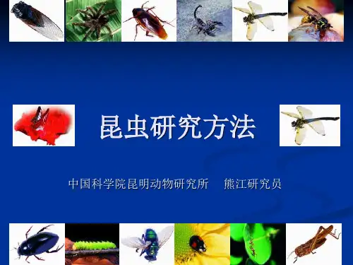 昆虫研究方法