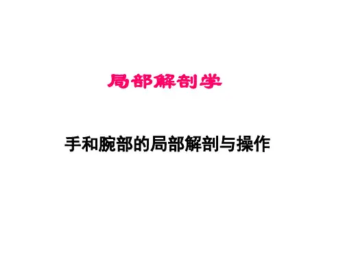 上肢-腕和手课件