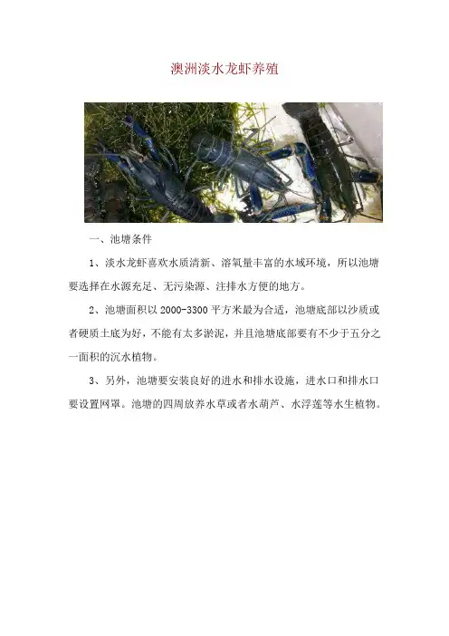 澳洲淡水龙虾养殖