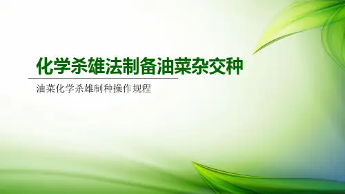 化学杀雄-油菜化学杀雄制种操作规程.