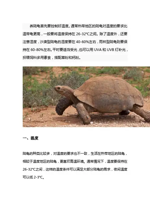 怎么养陆龟
