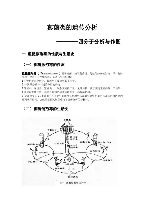 粗糙脉孢霉四分子遗传分析