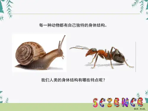 身体的结构我们的身体课件