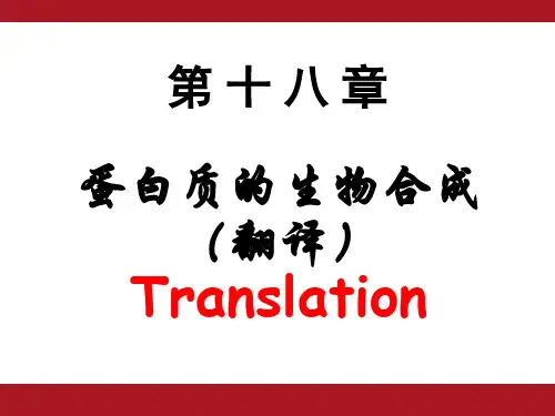 《生物化学》教学课件：蛋白质的生物合成(翻译)