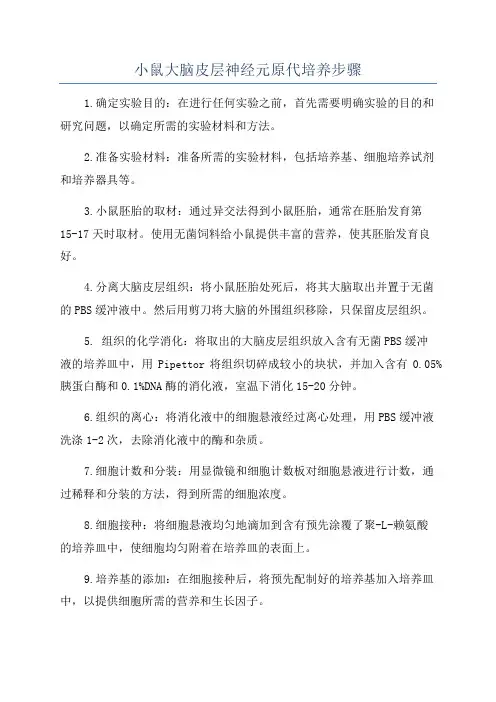 小鼠大脑皮层神经元原代培养步骤