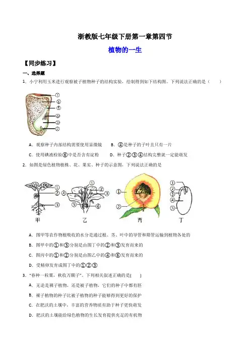 1.4植物的一生(练习)(原卷版)