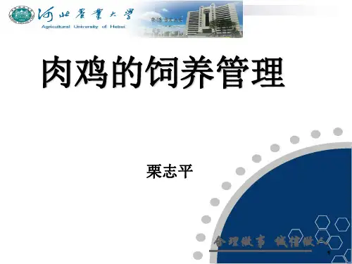 肉鸡饲养管理PPT精选文档