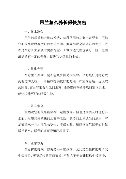 吊兰怎么养长得快茂密