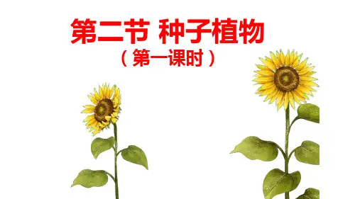 第二节种子植物(第一课时)课件2024-2025学年人教版生物七年级上册