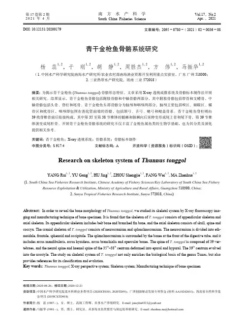 青干金枪鱼骨骼系统研究