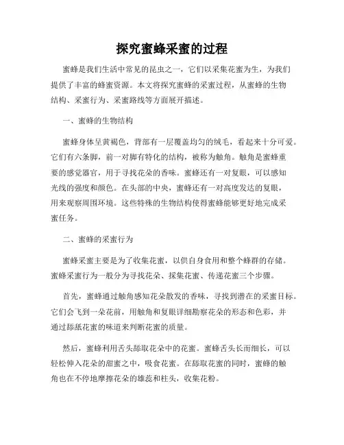 探究蜜蜂采蜜的过程