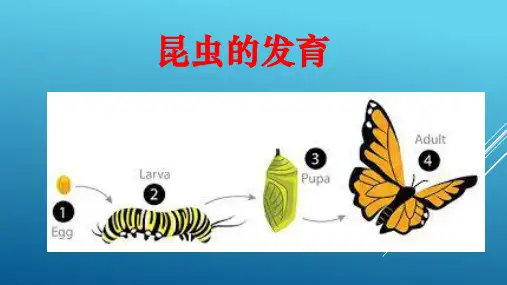昆虫的发育--卵