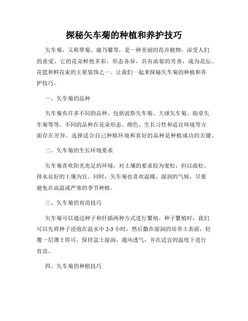 探秘矢车菊的种植和养护技巧