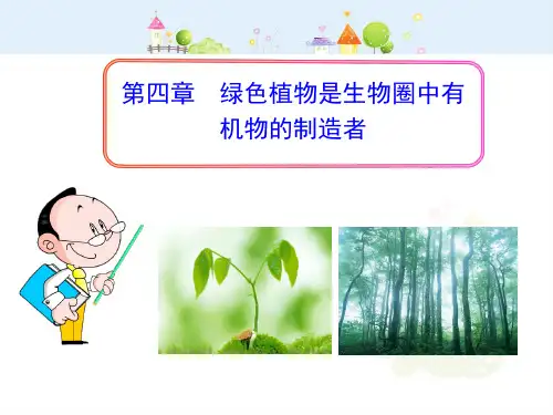 生物人教版七年级(上册)第一节绿色植物与生物圈的水循环(2024版新教材)