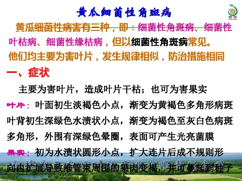 黄瓜细菌性叶斑病