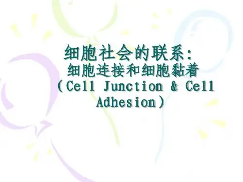 第十七章  细胞连接
