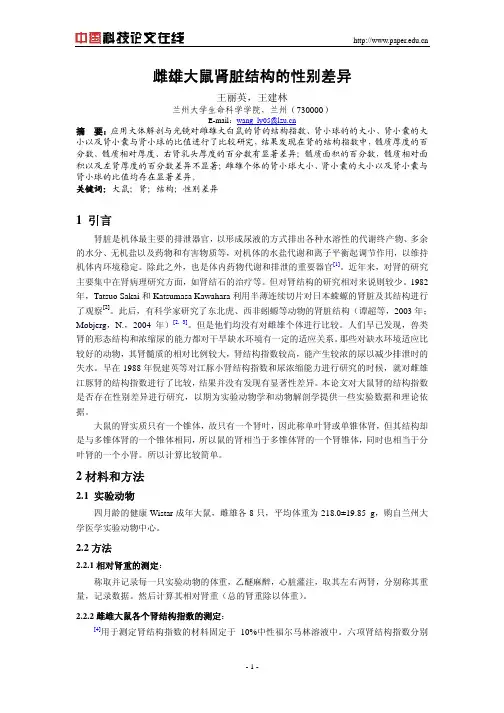 雌雄大鼠肾脏结构的性别差异