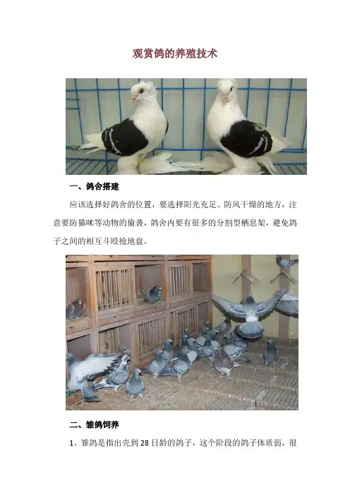 观赏鸽的养殖技术