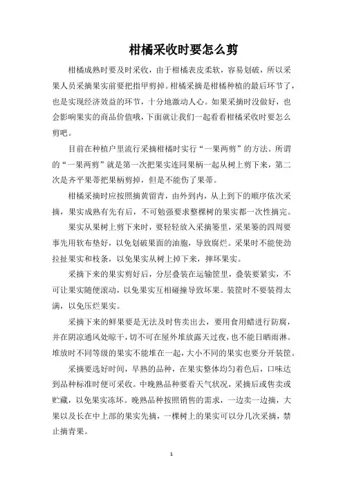 柑橘采收时要怎么剪