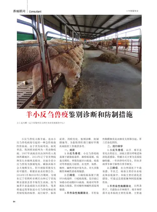 羊小反刍兽疫鉴别诊断和防制措施