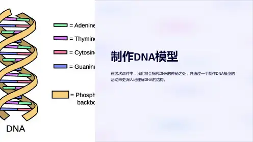 《制作DNA模型》课件