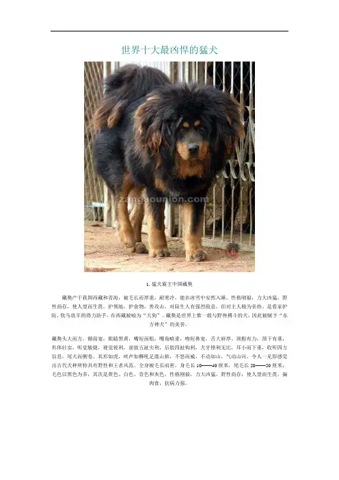 世界十大最凶悍的猛犬