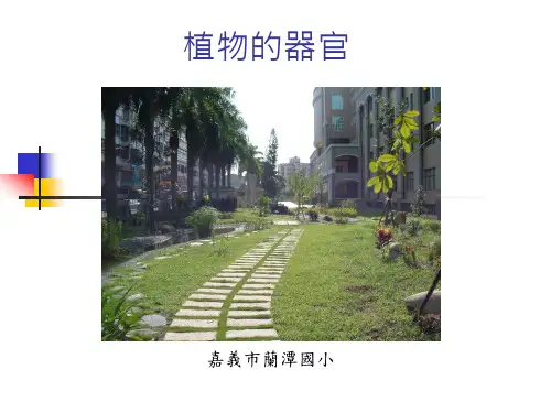 植物的根茎叶花果(图文并茂)