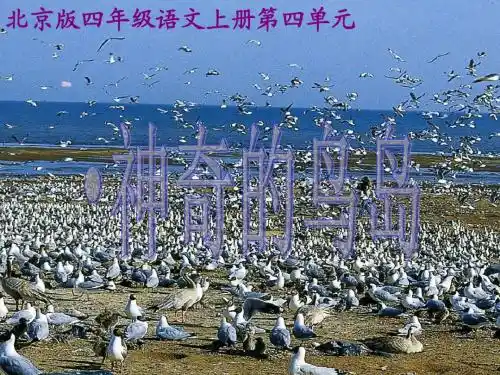 (北京版)四年级语文上册课件_神奇的鸟岛