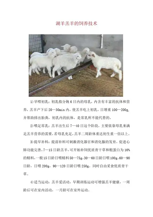 湖羊羔羊的饲养技术