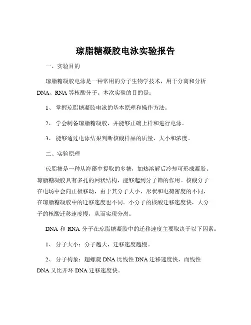 琼脂糖凝胶电泳实验报告