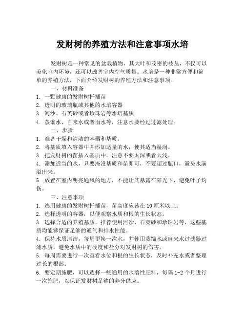 发财树的养殖方法和注意事项水培