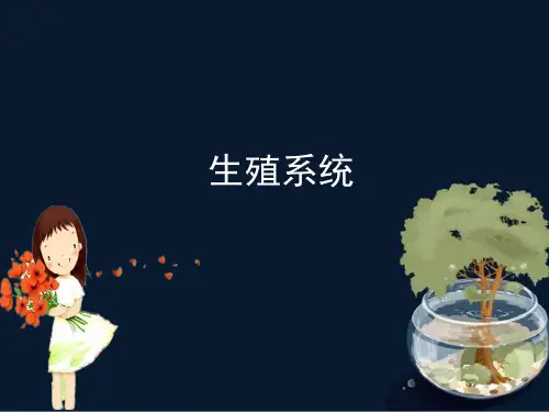 生殖系统ppt课件