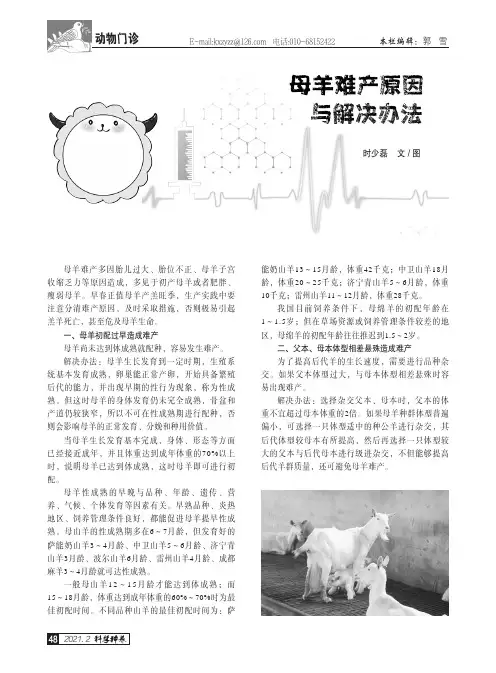 母羊难产原因与解决办法