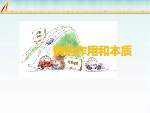 人教版(2019)高中生物必修一课件：5.1.1酶的作用和本质(共21张PPT)